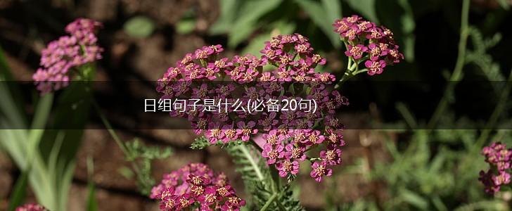 日组句子是什么(必备20句),第1张