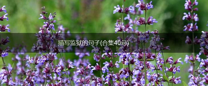 描写监狱的句子(合集40句),第1张