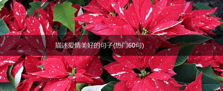 描述爱情美好的句子(热门60句),第1张