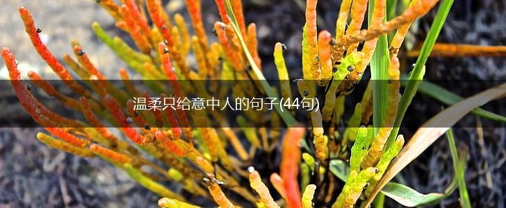 温柔只给意中人的句子(44句),第1张