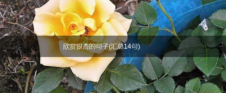 欣赏银杏的句子(汇总14句),第1张