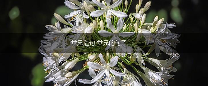 堂兄造句 堂兄的句子,第1张 堂兄造句 堂兄的句子,第1张