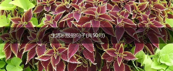生活积极的句子(共50句),第1张