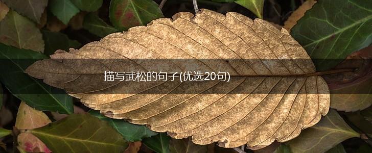 描写武松的句子(优选20句),第1张
