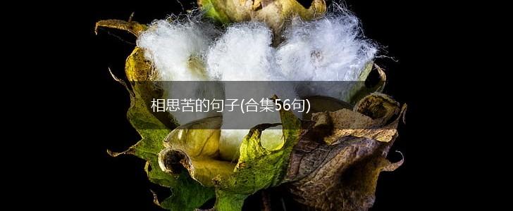 相思苦的句子(合集56句),第1张