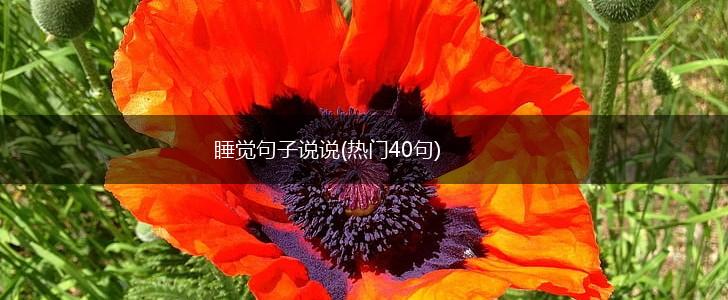 睡觉句子说说(热门40句),第1张