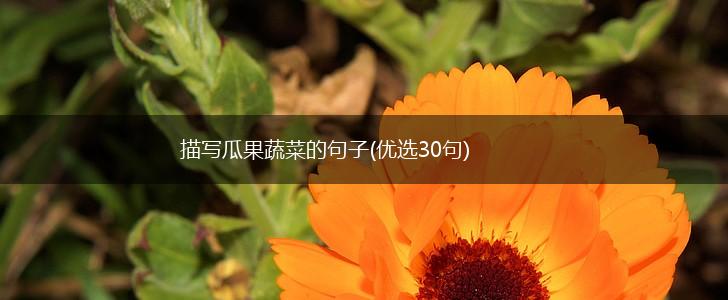 描写瓜果蔬菜的句子(优选30句),第1张