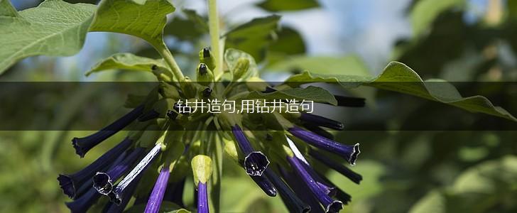 钻井造句,用钻井造句,第1张 钻井造句,用钻井造句,第1张