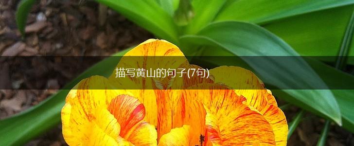 描写黄山的句子(7句),第1张