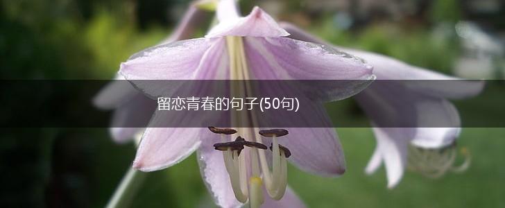 留恋青春的句子(50句),第1张