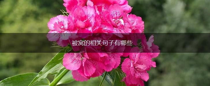 被窝的相关句子有哪些,第1张 被窝的相关句子有哪些,第1张