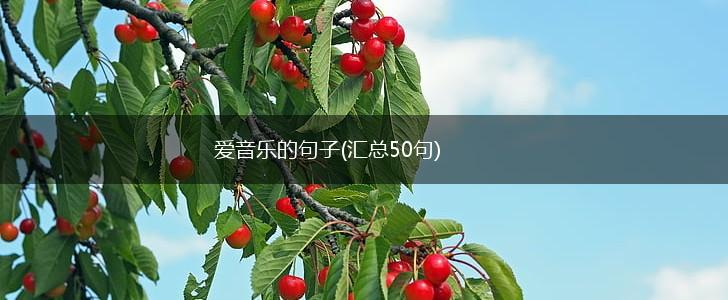 爱音乐的句子(汇总50句),第1张