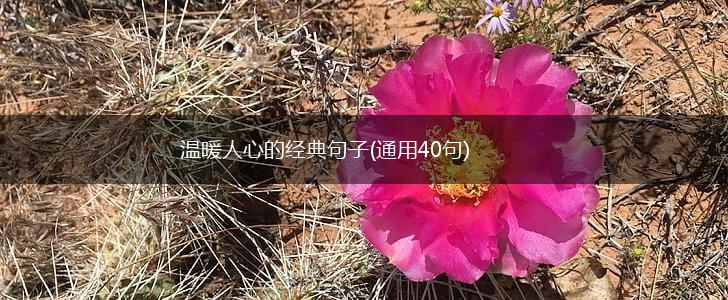 温暖人心的经典句子(通用40句),第1张