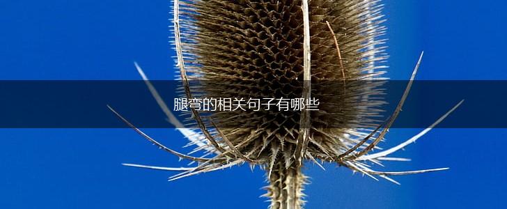 腿弯的相关句子有哪些,第1张 腿弯的相关句子有哪些,第1张