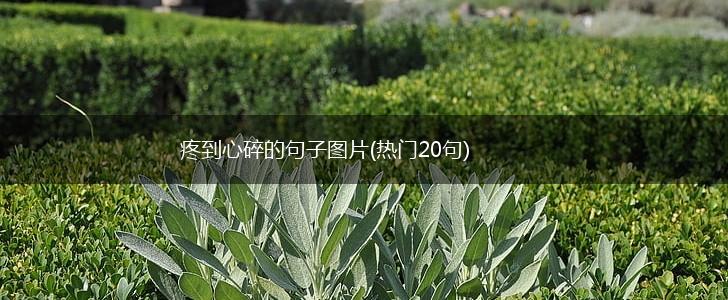 疼到心碎的句子图片(热门20句),第1张