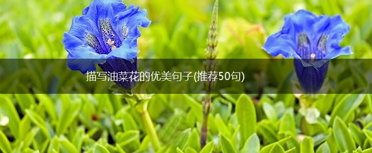 描写油菜花的优美句子(推荐50句),第1张