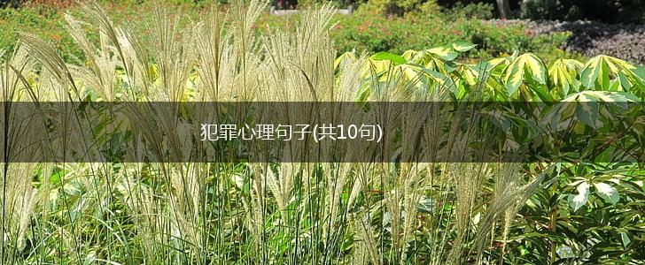 犯罪心理句子(共10句),第1张
