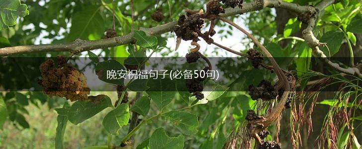 晚安祝福句子(必备50句),第1张