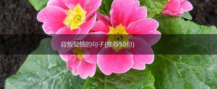 背叛爱情的句子(推荐50句),第1张