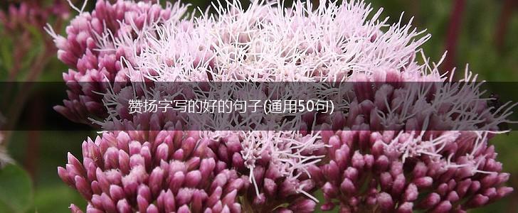 赞扬字写的好的句子(通用50句),第1张