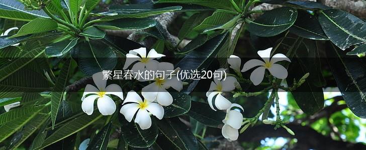 繁星春水的句子(优选20句),第1张