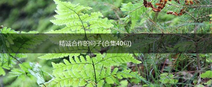 精诚合作的句子(合集40句),第1张