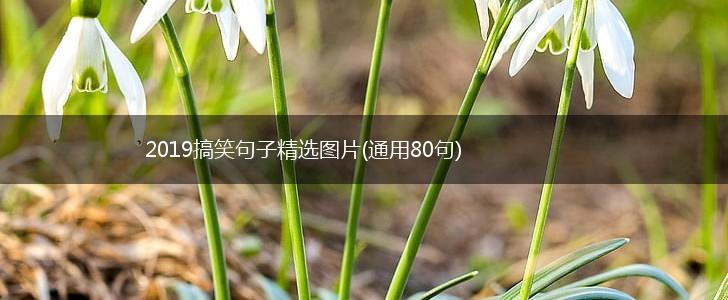 2019搞笑句子精选图片(通用80句),第1张