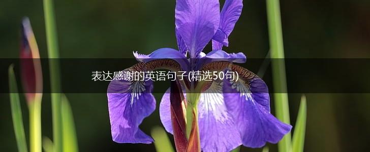 表达感谢的英语句子(精选50句),第1张