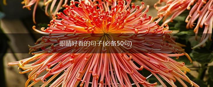 眼睛好看的句子(必备50句),第1张