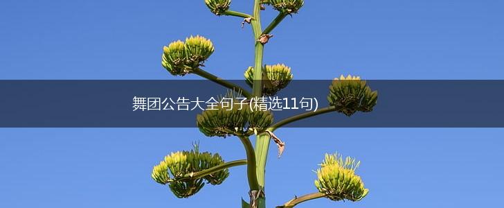 舞团公告大全句子(精选11句),第1张