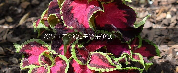 2岁宝宝不会说句子(合集40句),第1张