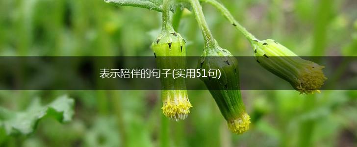 表示陪伴的句子(实用51句),第1张