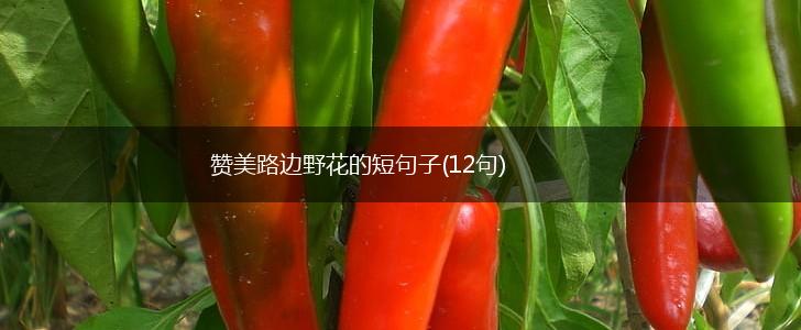 赞美路边野花的短句子(12句),第1张