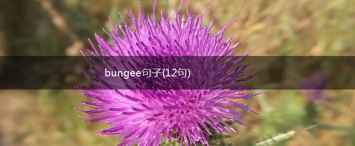 bungee句子(12句),第1张