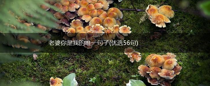 老婆你是我的唯一句子(优选56句),第1张