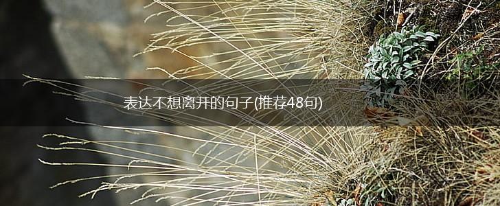 表达不想离开的句子(推荐48句),第1张