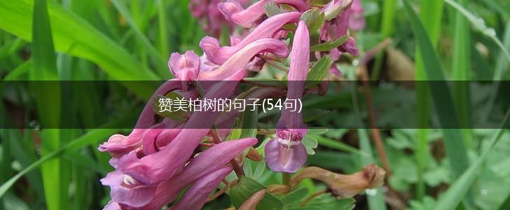 赞美柏树的句子(54句),第1张