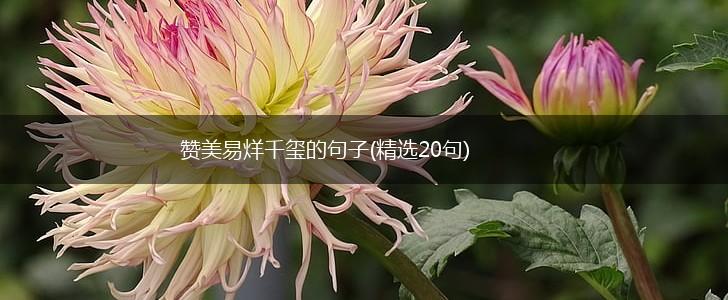 赞美易烊千玺的句子(精选20句),第1张
