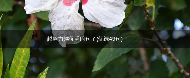 越努力越优秀的句子(优选49句),第1张