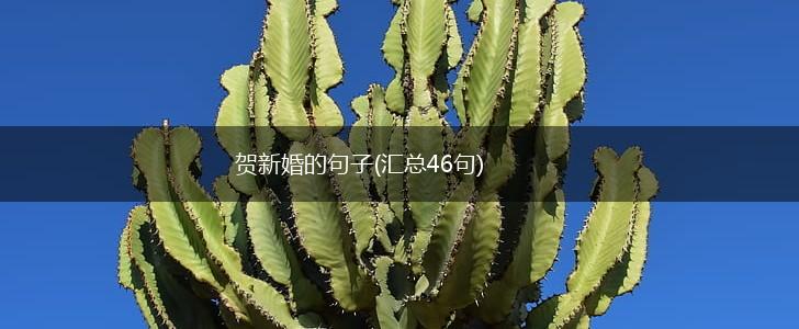 贺新婚的句子(汇总46句),第1张