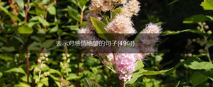 表示对感情绝望的句子(49句),第1张