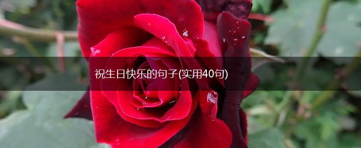 祝生日快乐的句子(实用40句),第1张