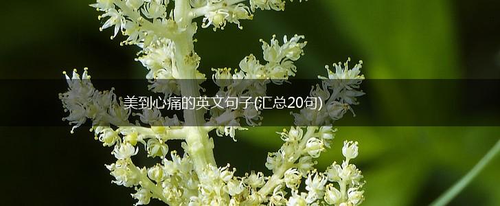 美到心痛的英文句子(汇总20句),第1张