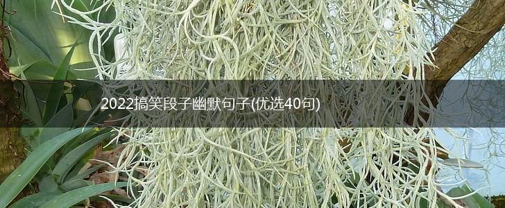2022搞笑段子幽默句子(优选40句),第1张