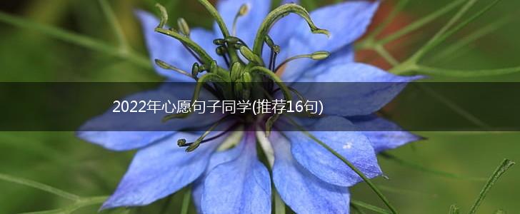 2022年心愿句子同学(推荐16句),第1张