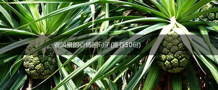 看风景的心情的句子(推荐50句),第1张