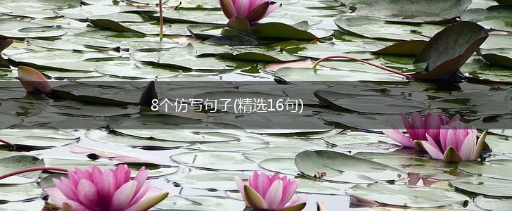 8个仿写句子(精选16句),第1张