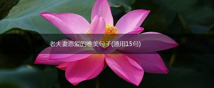 老夫妻恩爱的唯美句子(通用15句),第1张