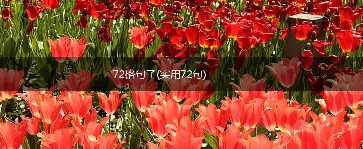 72格句子(实用72句),第1张