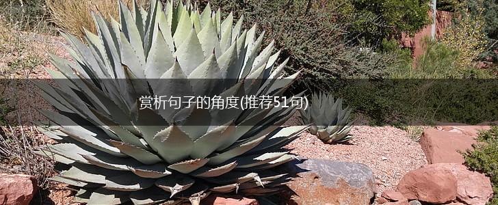 赏析句子的角度(推荐51句),第1张
